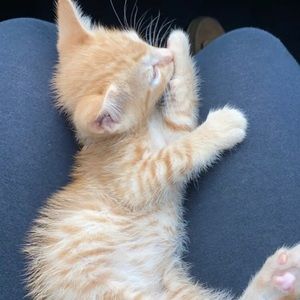 Meet your Posher, Jayce